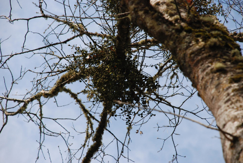 clump of mistletoe