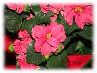 Curly Poinsettias Christmas wallpaper